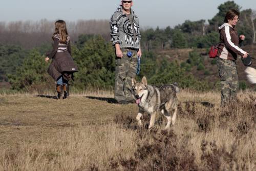 Viele neugierige Saarloos Wolfshunde liefen frei auf dem Plateau herum.