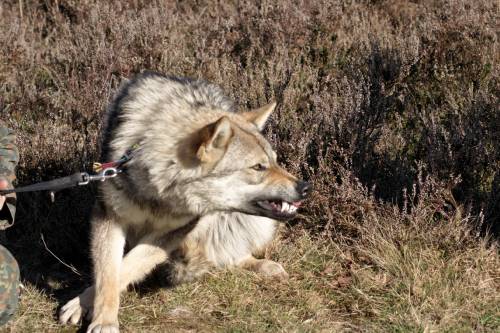 Hier zeigt Anjuschka einem Saarloos Wolfshund, was auf ihn wartet, wenn er näher kommt.